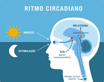 <strong>Seu relógio biológico, sincronizado.</strong>